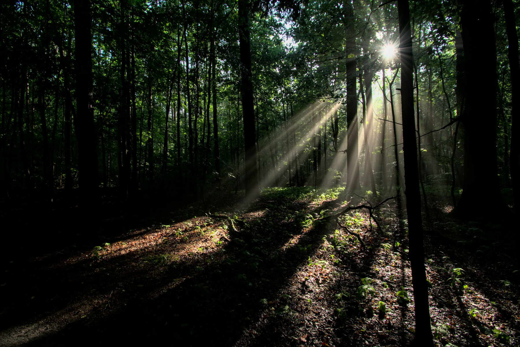 Dappled light in a real forest photograph