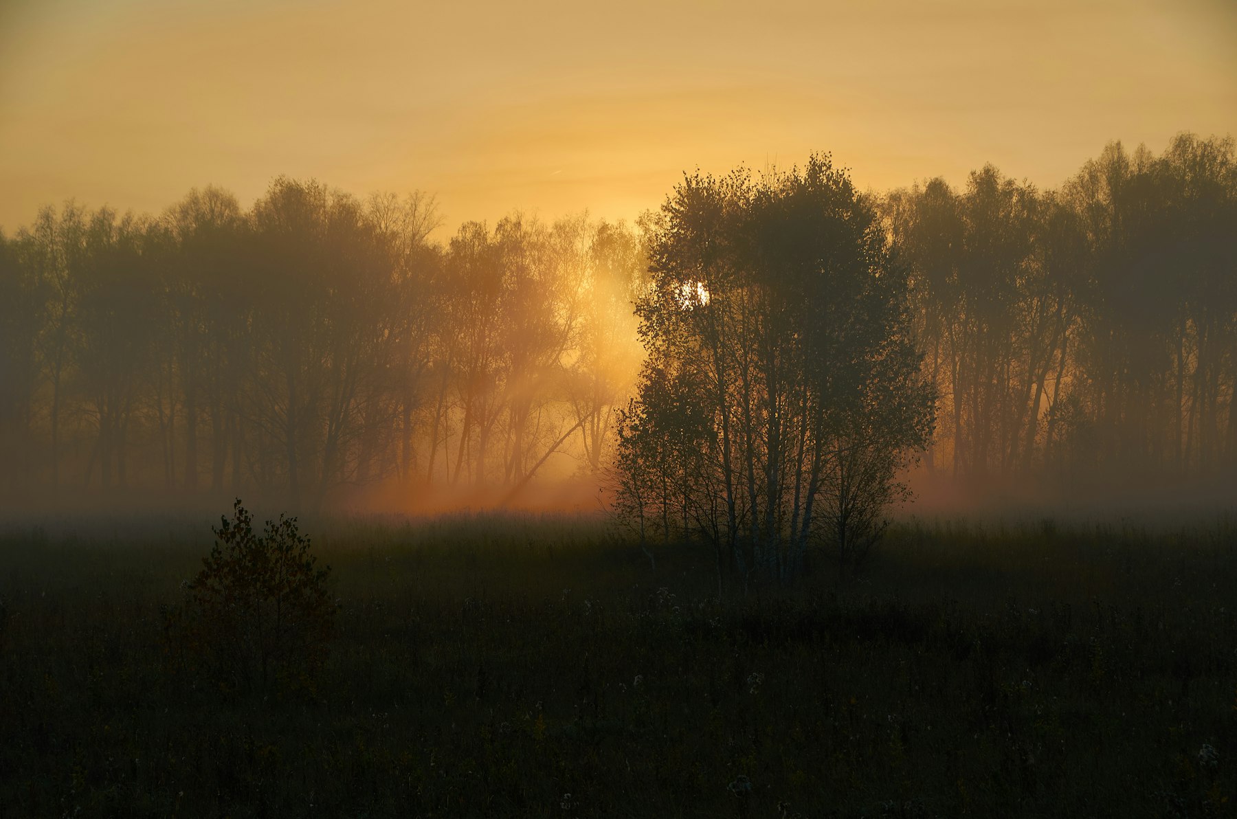 Trees and sunlight in real morning mist