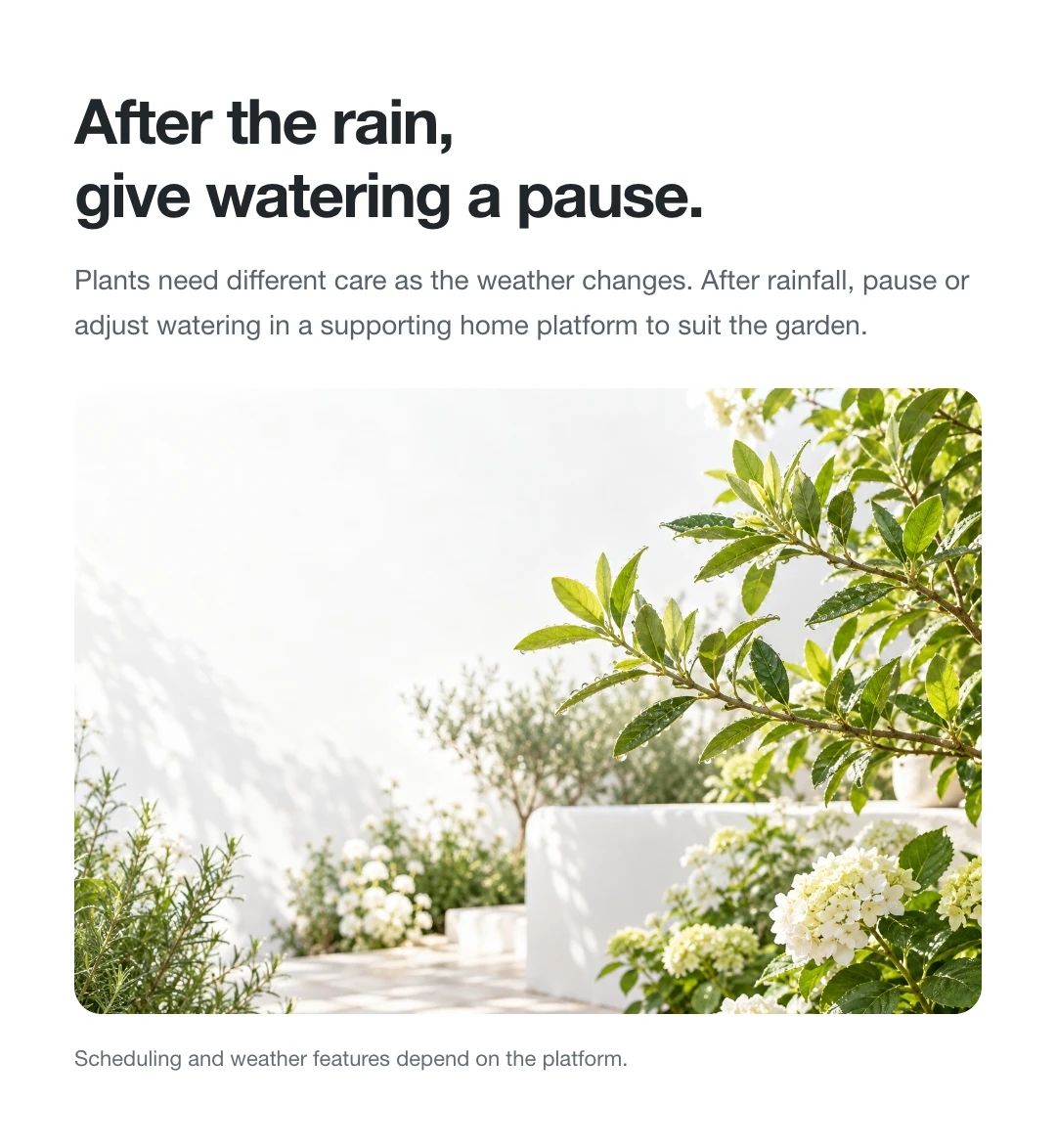 After the rain, give watering a pause.