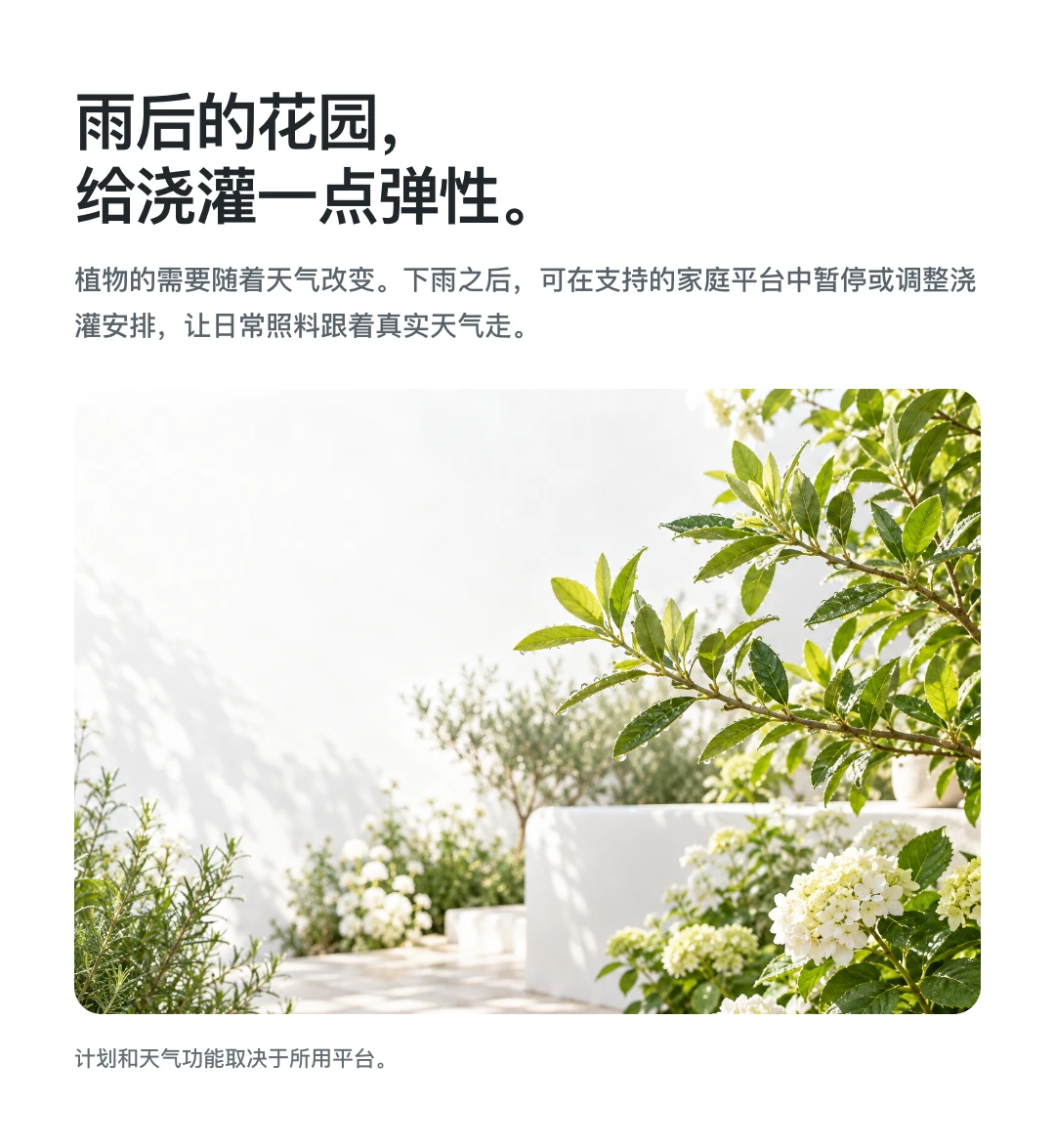 雨后的花园， 给浇灌一点弹性。